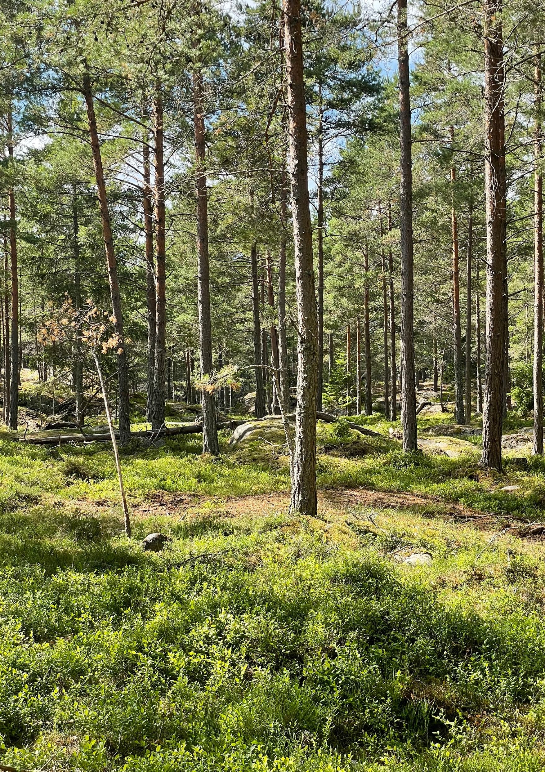 Terrängbild